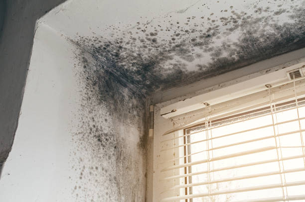 Affordable Basement Mold Remediation solutions in Cresson, TX