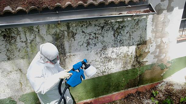 Top rated local Basement Mold Remediation specialists in Cresson, TX